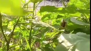 Unang Harvest Ng Talong Ang Daming Bungatanim Lng Sa Bakuranorganic Eggplant