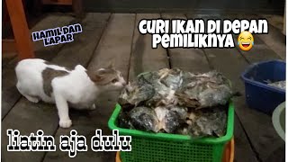 Tingkah Lucu Kucing Ketauan Mencuri Ikan ~ cat steals fish