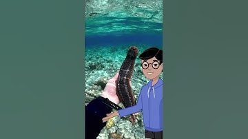 Sea Cucumbers Shoot Their Own Organs to Escape! 🐚🚀