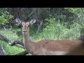 When 70-80 Impalas visited us in our yard in Marloth Park