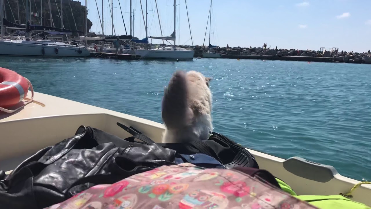 ⁣Si sbarca con armi, gatti e bagagli! ⚓️⚓️⚓️⛵️⛵️⛵️🏠🏠🏠😿😿😿