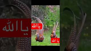 আল্লাহর কুদরত দেখুন। youtubeshorts shortsfeed viral shorts allah allahuakbar shortsvideo