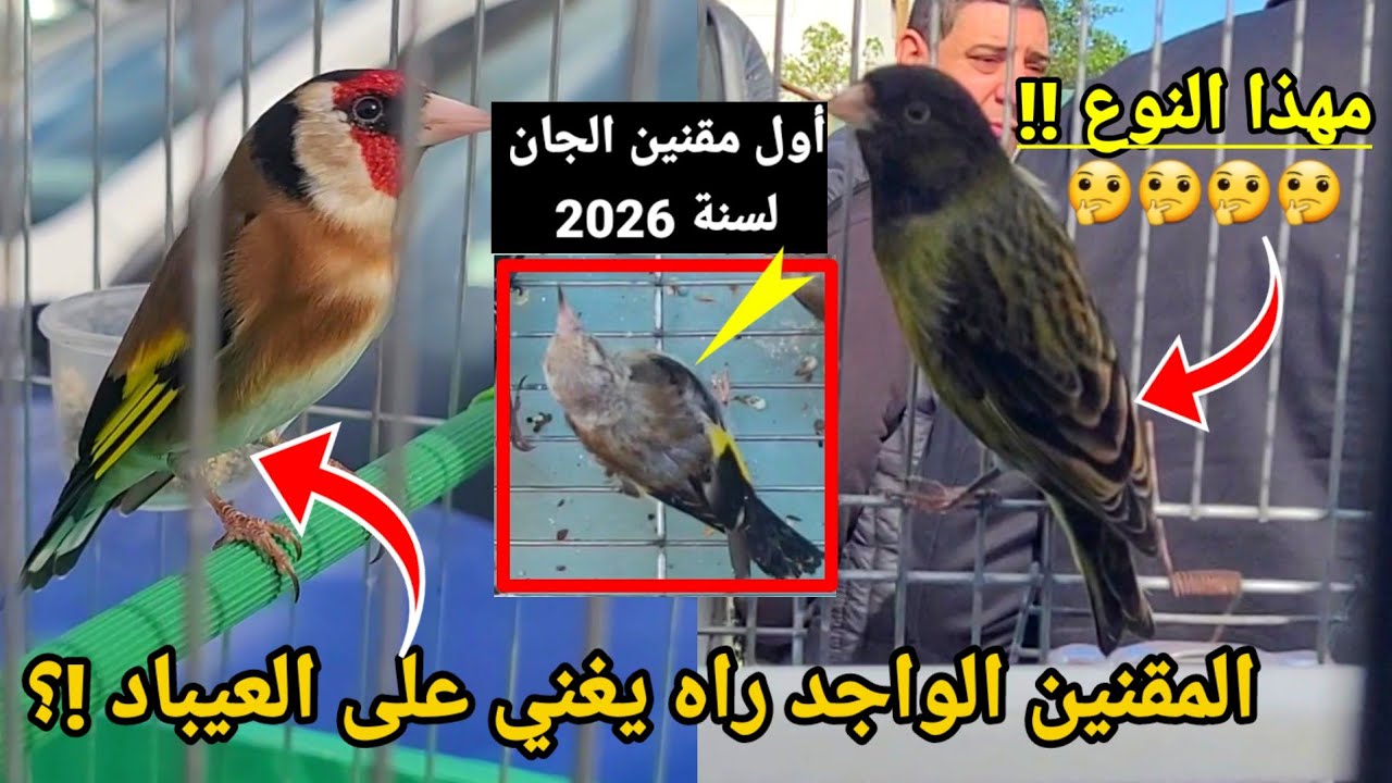 المقنين الواجد بسوق بودواو للطيور راه يغني على العيباد !؟ #تغريد_الحسون #طيور #الحسون #birds #رمضان 