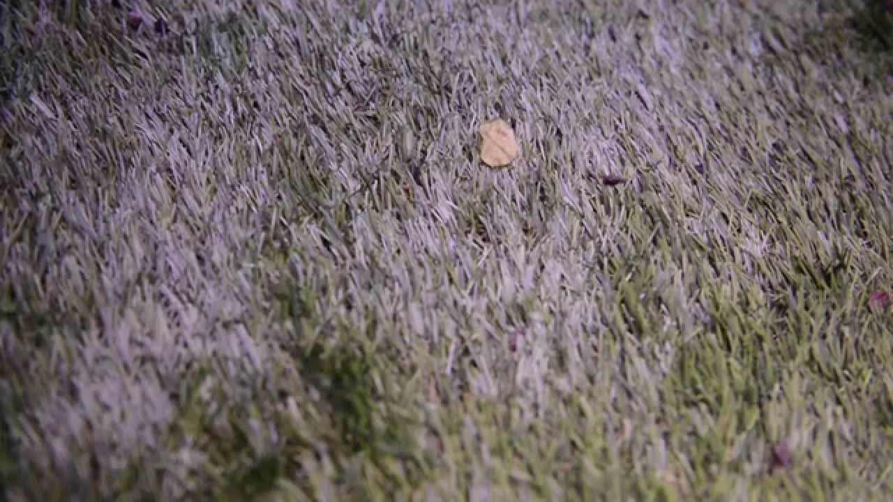 BALCONY GARDENING IDEAS: ISABELLE PALMER THE BALCONY GARDENER ON LONDON LIVE