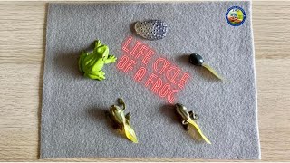 Story Lesson with Objects - The Life Cycle of a Frog