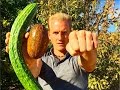 What i ate today on a vegan diet  100 from my garden