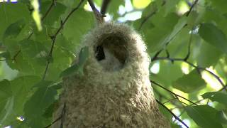 PUNGMES  Penduline Tit  (Remiz pendulinus)  Klipp - 2737