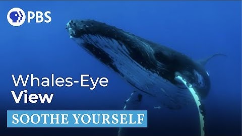 Humpback Whales | Soothe Yourself | PBS NATURE