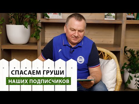 Боремся с болезнями ГРУШ. Отвечаем на ВОПРОСЫ ПОДПИСЧИКОВ