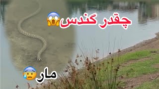 ولاگ گتاب توش مار و قورباغه هم بود