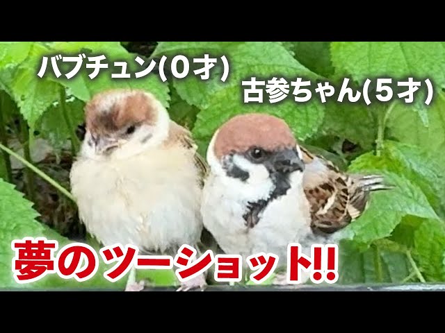雨上がり直後に甘えまくる赤ちゃん子スズメ - YouTube
