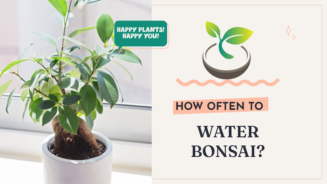 Discover How Often to Water Bonsai for Best Results!