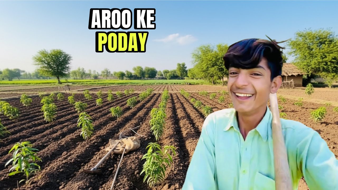 Aaj Abu Jan Ne Aroo Ke Poday Lagaye 🍑🌱 | Village Life Vlog