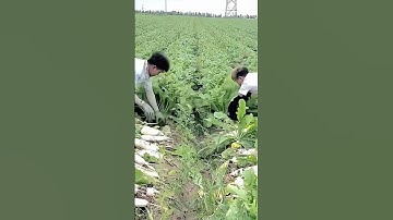Trik Cerdas Petani Hebat Memanen Lobak Dengan Mudah Dan Cepat Menggunakan Tangan Kosong #shorts