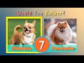 Would You Rather: Dog Breeds and Exercises