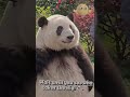 follow up the panda #funny #dothingsyoudontwanttodo #memes
