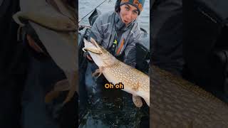 Total PIKE EXPLOSION (!!!) Right at the Belly Boat! 🤯 #DeviatorTail #Pike #pikefishing