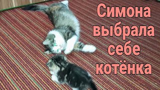 КОШКАНЯНЯ ДЛЯ КОТЯТ.