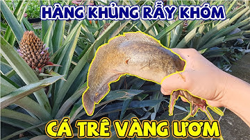 Cắm câu cá trê mùa nước nổi | Cắm câu cá trê miền tây bằng mồi trùn Fishing | #10
