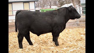 Lot 13 Fortress X Y114