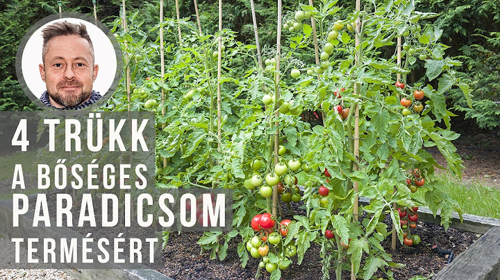 4 trükk a bőséges paradicsom terméséért