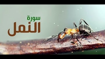 تلاوة هادئة لسورة النمل 🐜 🐜 تلاوة تفوق الخيال صوت يريح الاعصاب 🌸 🌹استمع 👂 وأرح أعصابك.