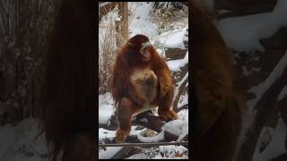 This Monkey Survives Freezing Mountains