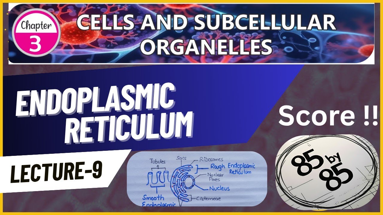 Endoplasmic Reticulum | Structure and Function | RER and SER |Class ...