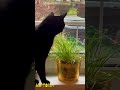 Why do cats like to sit by the window so much? // Warum sitzen Katzen so gerne am Fenster?