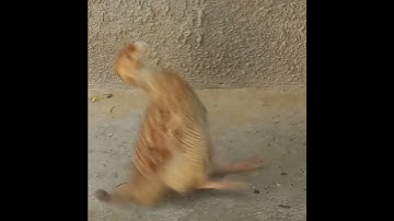 Dangerous Partridge | Agressive Partridge #PartridgeWithSharpBeak #Partridge #Short #Video #Viral
