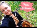 Viog: Сказочный лес 🌲🍂🌳Профи в грибах😂