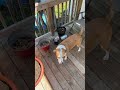 Molly the hunting dog #gardening #dogshorts