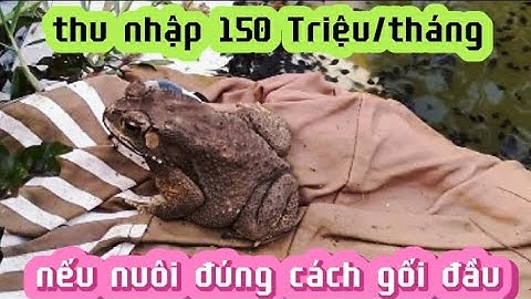 Nuôi Cóc thu nhập 150 triệu / tháng nếu gối đầu đúng cách, nông dân làm giàu không khó