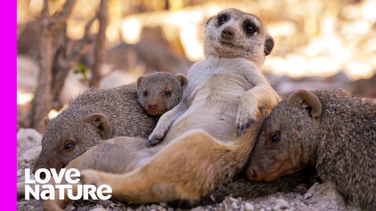 Super Auntie Meerkat Babysits Cute Mongoose Babies! | Oddest Animal Friendship | Love Nature