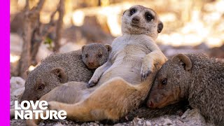 Super Auntie Meerkat Babysits Cute Mongoose Babies! | Oddest Animal Friendship | Love Nature