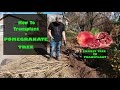 How To Transplant a Pomegranate Tree