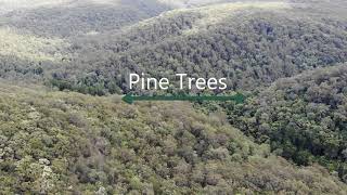 DJI MAVIC AIR - Mission to the Pine Trees