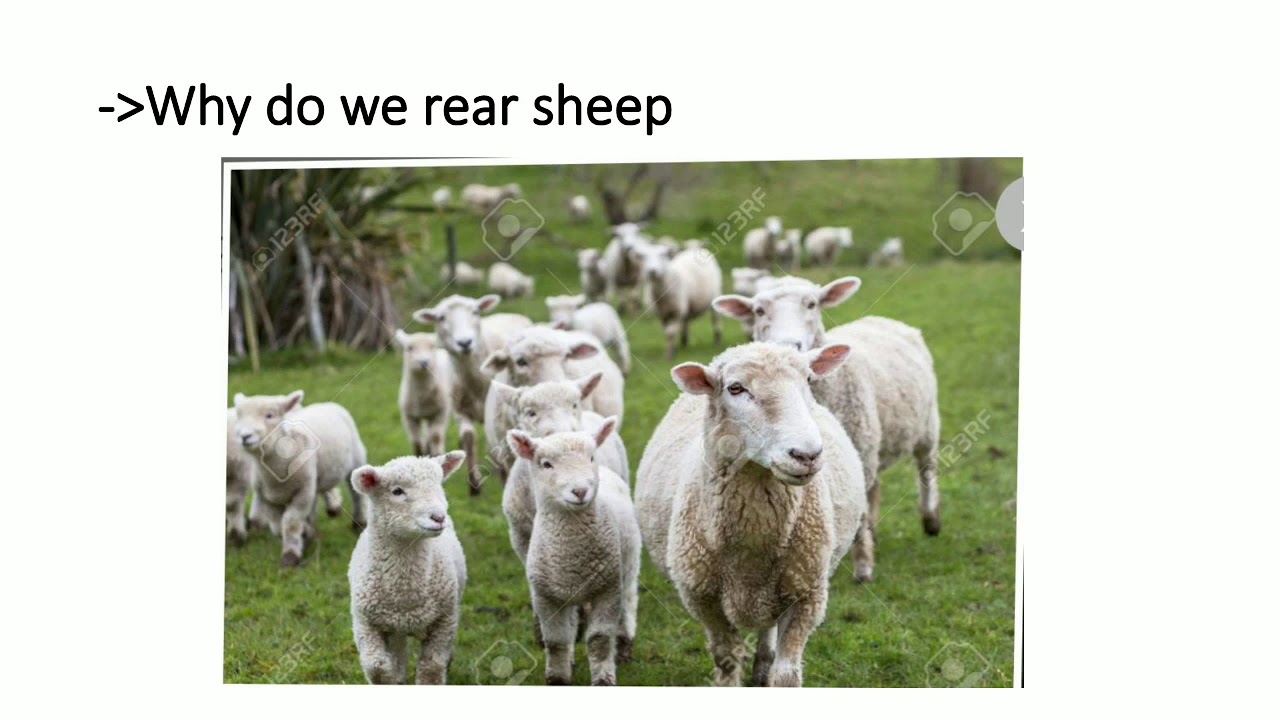 Word Animal Rearing Class 2nd Subject EVS Topic Animal Rearing - YouTube