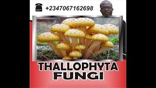 Thallophyta, fungi