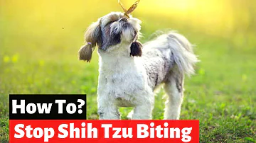 How do you discipline a Shih Tzu puppy?