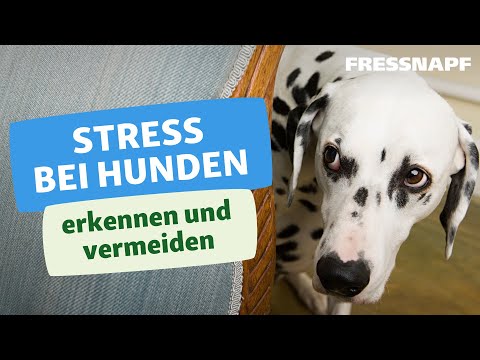 Video: Kann Schuppen ein Zeichen von Stress bei Welpen sein?