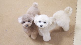 ゆうゆ⭐︎です♪ ホワイトトイプードルちゃん　２つ 初めて2匹同時に愛犬をトリミングしたら可愛すぎて悶絶したw【トイ