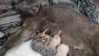 Newborn Kittens Struggling To Find Milk They Need Human Help For Mother Feeding