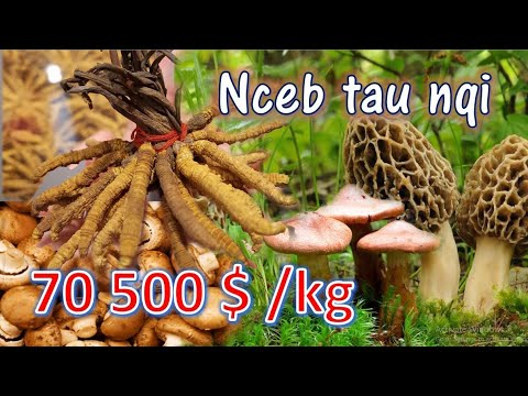 Video: Yuav Ua Li Cas Ua Oyster Nceb Mycelium