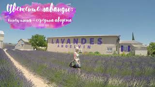 Лавандовые поля. Цветение лаванды. Прованс, Франция