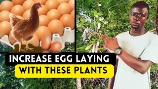 Here are 2 Plants That Will Increase Your Chicken's Laying Quickly