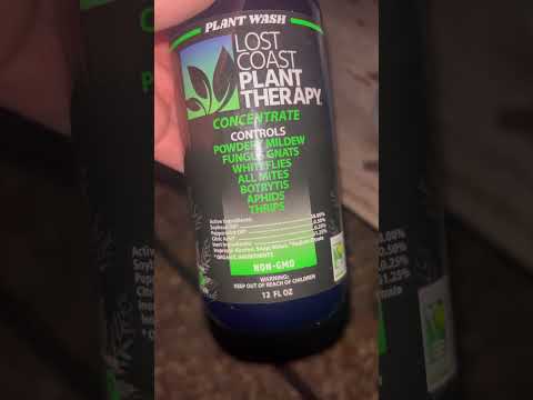 2024 Cannabis Grow How I Control Pests 