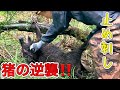 猪の止め刺し『油断してるとこうなります』猪の襲撃！サバイバル