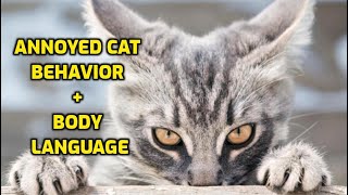 Signs Your Cat Is Secretly Mad at You