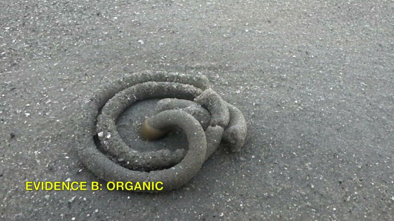 Naples Confidential – Comedy Noir Detective Teaser | Florida Beach Mystery